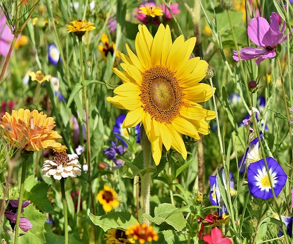 gardening with kids